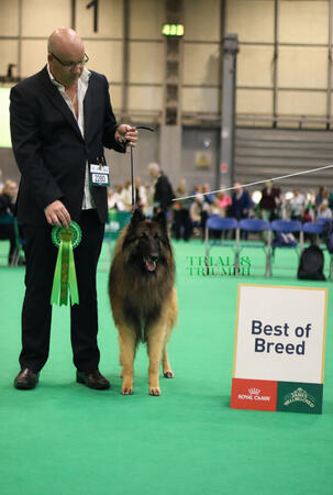 Crufts Best of Breed Tervuren Crufts Best of Breed Tervuren