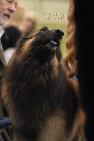 Crufts Tervuren Crufts Tervuren