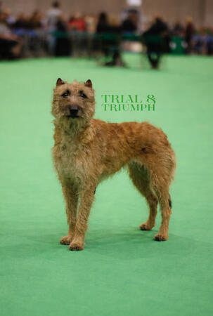 Crufts Laekenois Crufts Laekenois