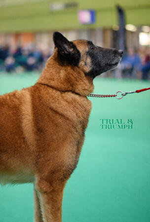 Crufts Malinois