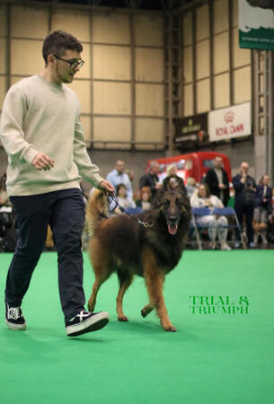Crufts Tervuren